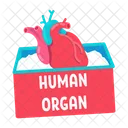 Human Organ For Transplantation Icon