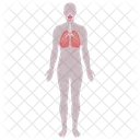 Anatomy Respiratory System Icon