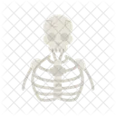 - human skeleton  Icon