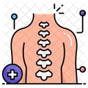 Human Spine Spinal Cord Spine Icon