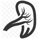 Human spleen  Icon