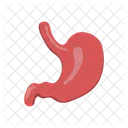 Stomach Organ Human Icon