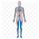 Anatomy Vascular System Icon
