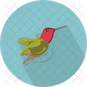Humming Bird Spring Icon