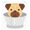 Halsband Hunde Haustier Symbol
