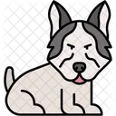 Husky Siberien Chien De Traineau Mammifere Icône