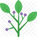 Hyacinth Leaves Flower Icon