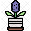 Hyacinth Plants House Plants Icon