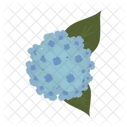 Hydrangeas flower  Icon