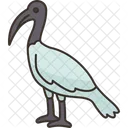 Ibis Bird Wildlife Icon