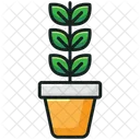 Potted Plant Grass Plant Nature Icon