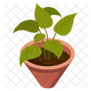 Indoor Plant  Icon