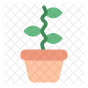 Indoor Plant Plant Nature Icon