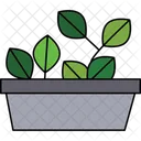 Indoor Plant Houseplant Green Decor Icon