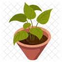 Indoor Plant  Icon