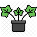 Hera Inglesa Planta Ingles Ícone