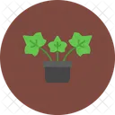Hera Inglesa Planta Ingles Ícone