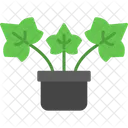 Hera Inglesa Planta Ingles Ícone