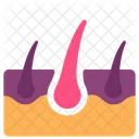 Intergumentary system  Icon