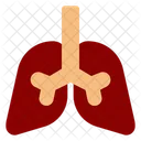 Internal Organ  Icon