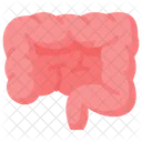 Intestines Abdomen Bowel Icon