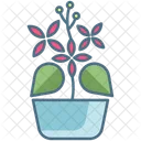 Ixora Plant  Icon