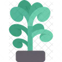 Jade Plant Succulent 아이콘