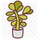 Jade Plant Crassula Ovata Money Plant Icon