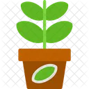 Jade Plant Ornamental Plant Indoor Greenery Icon