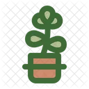 Jade Plant Baby Jade Crassula Ovata Icon