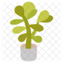 Jade Plant Crassula Ovata Money Plant Icon