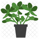 Jade Potted Plant  Icon