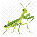 Gottesanbeterin Symbole Susse Gottesanbeterin Mantodea Symbol