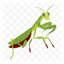 Gottesanbeterin Symbole Susse Gottesanbeterin Mantodea Symbol