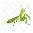 Gottesanbeterin Symbole Susse Gottesanbeterin Mantodea Symbol