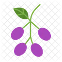 Jamlan Jambul Jamun Icône