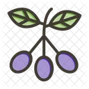 Jambul Jamun Syzygium Icon