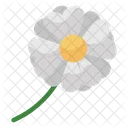 Jasmine Flower Spring Flower Flower Icon