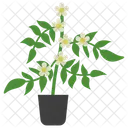 Jasmine Potted Plant  Icon