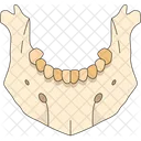 Jaw Lower Tooth Icon