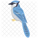 Jay  Symbol