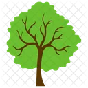 Jerusalem Dorn Baum Symbol