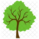 Jerusalem Thorn Tree Icon