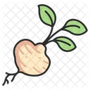 Food Vegetable Jicama Icon