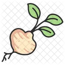 Jicama  Icon