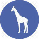 Jirafa Mamifero Artiodactilo Rumiante Icon