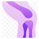 Joint Knee Body Icon