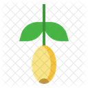 Jojoba Fruit Herb Icon