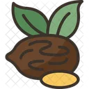 Jojoba Oil Seeds Icon