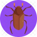June Bug Bug Insect Icon